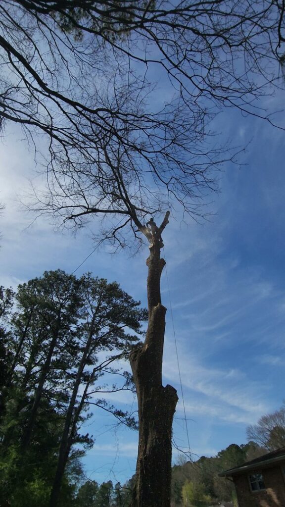 A tall tree partially removed, with ropes visible, indicating tree removal or reduction in progress by Joshua Tree Service in Smyrna, GA.