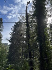 A tree service professional performing tall tree removal for Jarquin Tree Service, LLC in San Jose, CA.