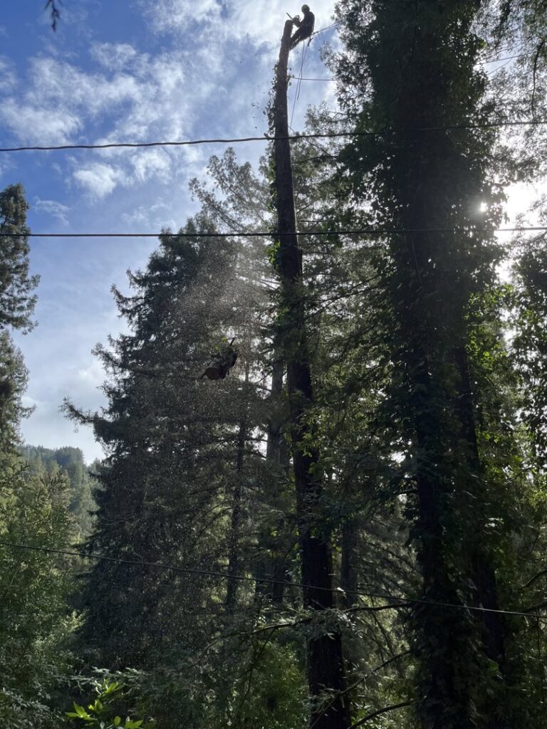 A tree service professional performing tall tree removal for Jarquin Tree Service, LLC in San Jose, CA.
