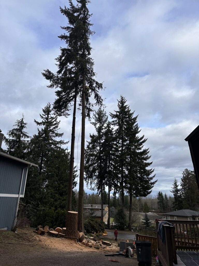 A tall tree removal site with a partially removed trunk and fresh wood chips, indicating work by AA Tree Service in Kent, WA.