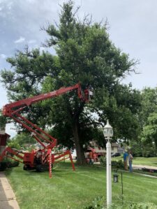 A red spider lift performing removal on a very tall tree with ground crew from Top Notch Tree Care in Holt, MI.
