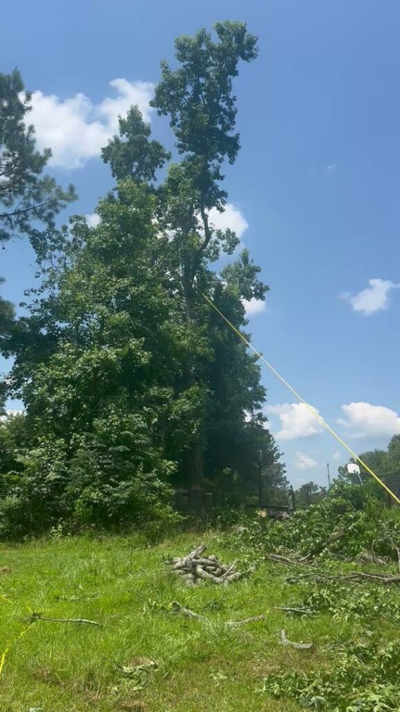 A very tall tree with ropes attached and cut branches on the ground, indicating a tree removal job by Stumps Be Gone in Augusta, GA.
