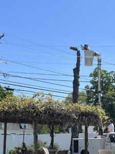 A tree service worker at the top of a very tall, bare tree, performing removal services for Two Daughters Trees & Driveways in Saco, ME.