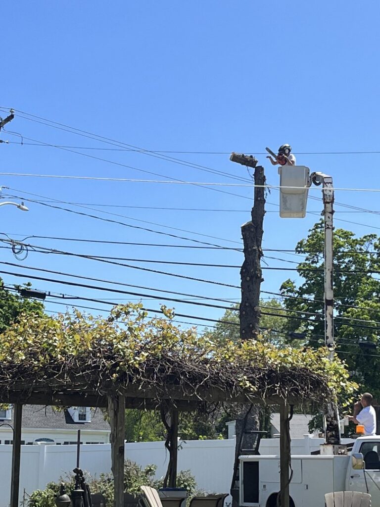 A tree service worker at the top of a very tall, bare tree, performing removal services for Two Daughters Trees & Driveways in Saco, ME.
