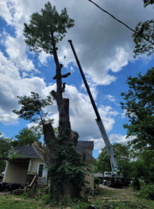 A tall tree being removed with a worker and crane by Perez Landscape and Tree Services in Kansas City, MO.