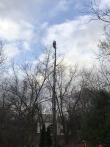 A tree service worker high on a tall tree trunk during a removal project by Making the Cut Tree Service in Muskego, WI.