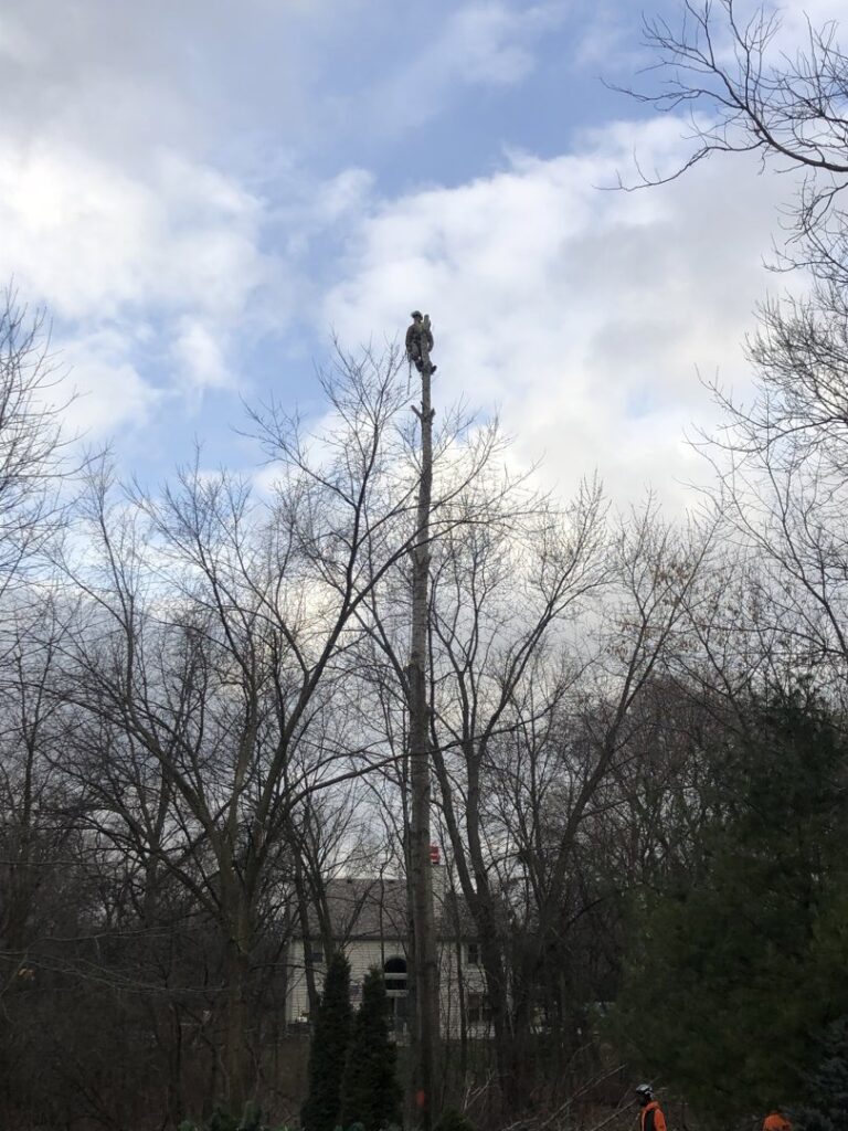 A tree service worker high on a tall tree trunk during a removal project by Making the Cut Tree Service in Muskego, WI.