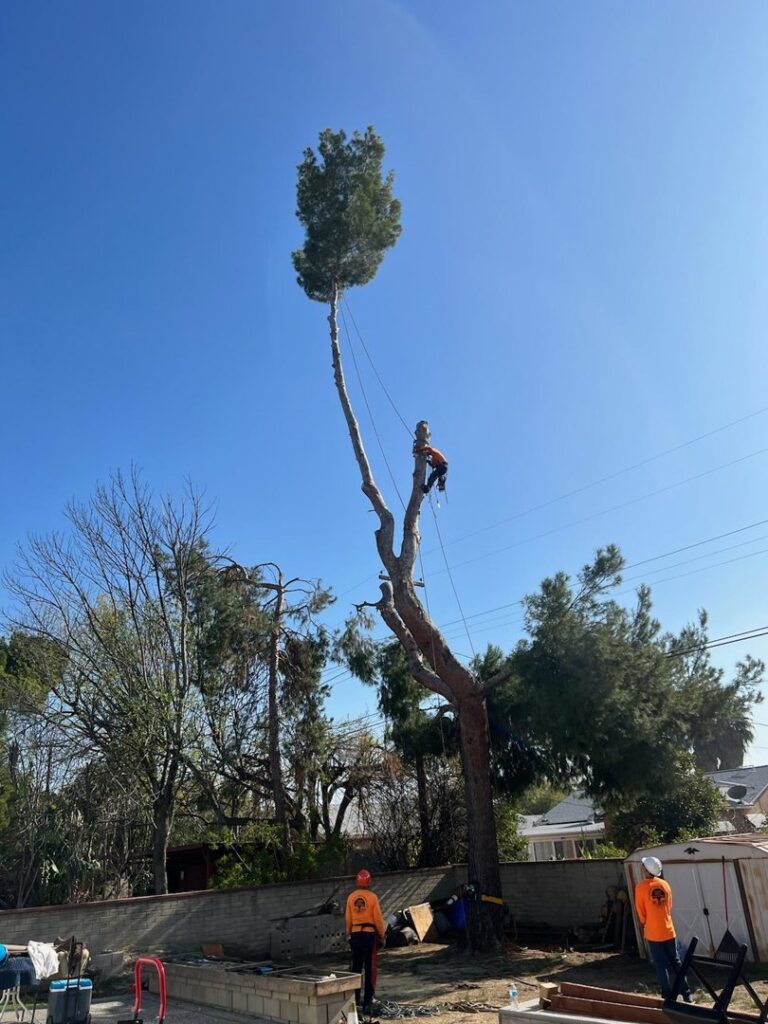 A tree service worker high up in a tall tree during removal by acostatreeservice in Miami, FL.