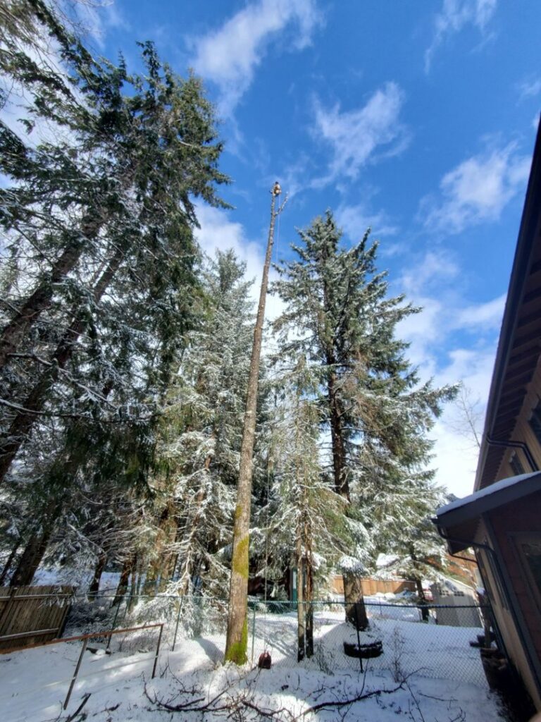 A worker at the top of a very tall, bare tree trunk, performing specialized tree removal for Everybody's Tree Service in Juneau, AK.