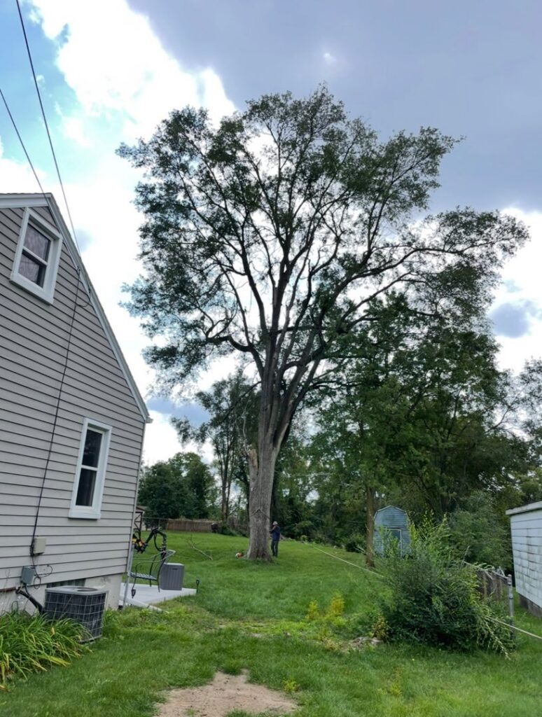 A very tall tree stands in a residential backyard, with a worker near its base, indicating tree service by Magee Tree Service in Detroit, MI.