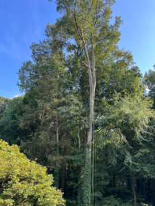 A tall tree with rigging ropes in preparation for removal by Tony's Tree Service LLC in York, SC