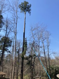 A section of a tall tree being carefully lowered with ropes during removal by 706 Tree and Stump in Augusta, GA.