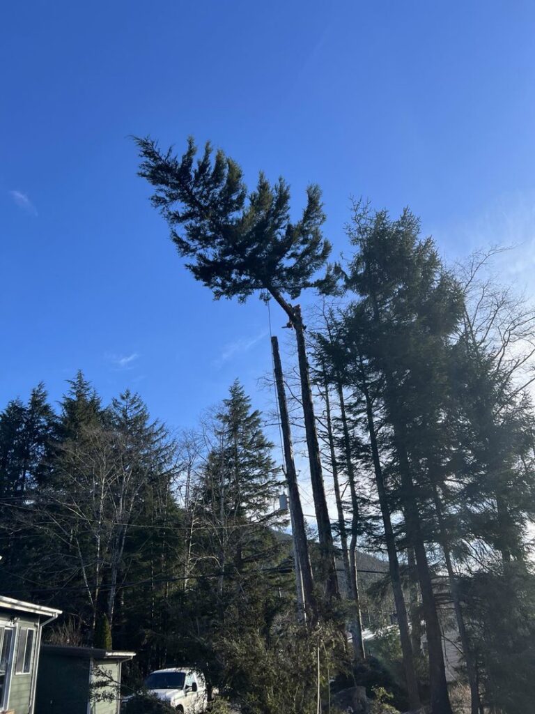 A tall tree with its top section removed, showing ongoing tree service work by Timberscape Industries LLC in Ketchikan, AK.