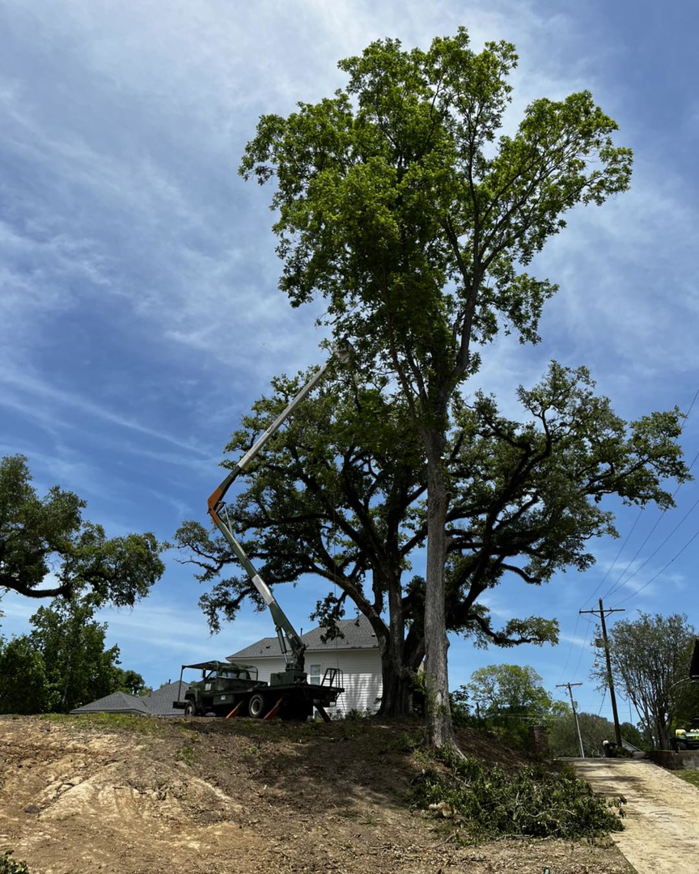A tall tree being trimmed with a bucket lift by ABC TREE CO. in Baton Rouge, LA, with trimmed branches on the ground.