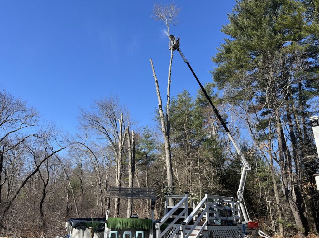 A worker in a bucket lift trimming the top of a tall, bare tree on a sunny day by Tip Top Tree Service in Hudson, NH.