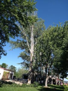 Freshly cut branches on the ground after tall tree trimming by Pro Cuts Tree Service in Caldwell, ID.