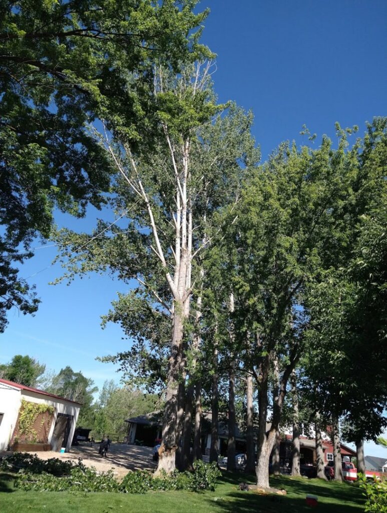 Freshly cut branches on the ground after tall tree trimming by Pro Cuts Tree Service in Caldwell, ID.