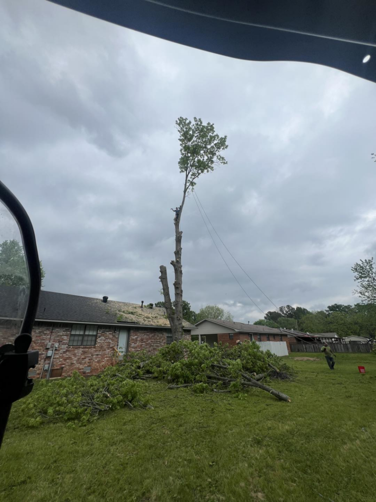 A tall tree being trimmed or removed, with cut branches on the ground, by Monterroso tree service in Little Rock, AR.