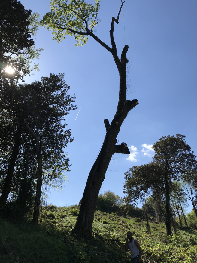 A tall tree being trimmed or removed, with a worker visible at the base, by J.W. Tree Service in Montgomery, AL