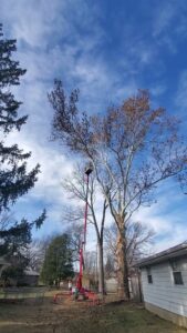 A worker in a Teupen spider lift trimming a tall tree with bare branches for Aim To Tame tree service in Peoria, IL.