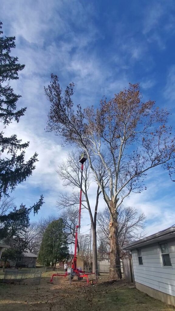 A worker in a Teupen spider lift trimming a tall tree with bare branches for Aim To Tame tree service in Peoria, IL.