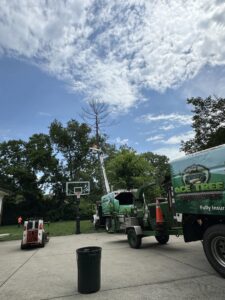 A tall tree being trimmed by a worker in a bucket truck with a chipper and bobcat on site for Ace Tree Chopper in Nashville, TN.