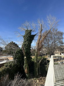 A tall tree being trimmed with ropes and safety equipment by Sierra Tree Specialist in Albuquerque, NM.