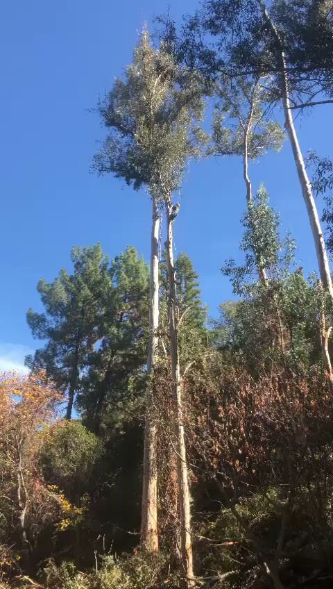 A worker high up in a tall tree performing trimming or removal services for Oscar's Expert Tree Services in San Jose, CA.