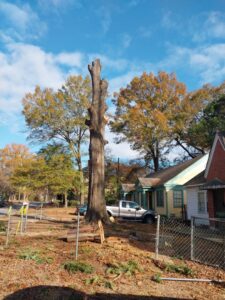 A tall tree trunk with all branches removed, indicating a tree removal or topping service by Jacinto's Tree Services in Montgomery, AL.