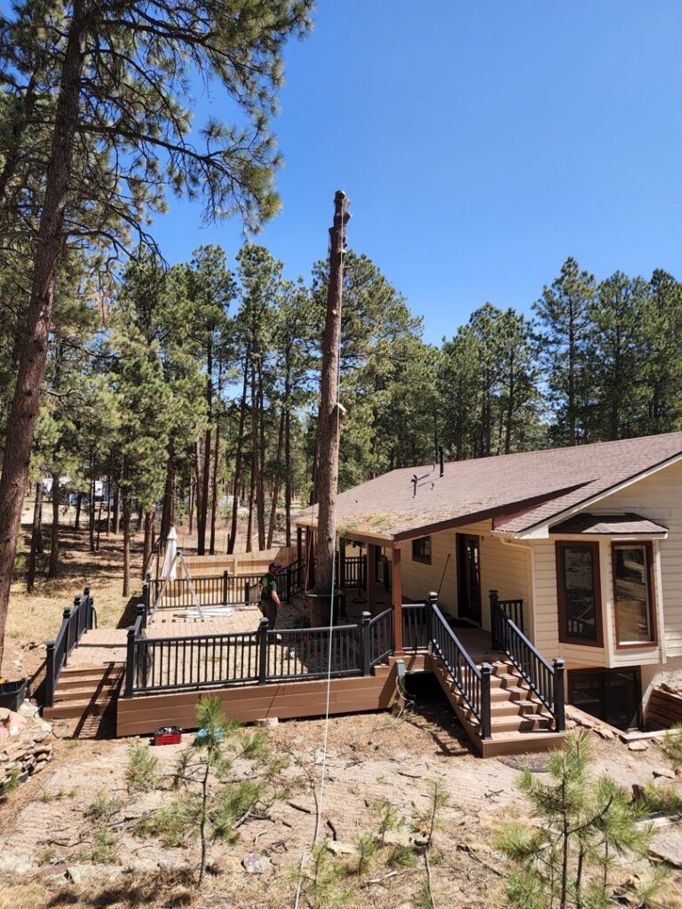 A tall tree trunk remaining after a professional tree removal service by Lind Legacy Tree Service in Colorado Springs, CO