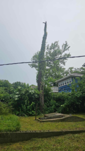A tall tree trunk, mostly bare and topped, indicating recent tree removal or topping service by Top Notch Tree Service LLC in Tulsa, OK