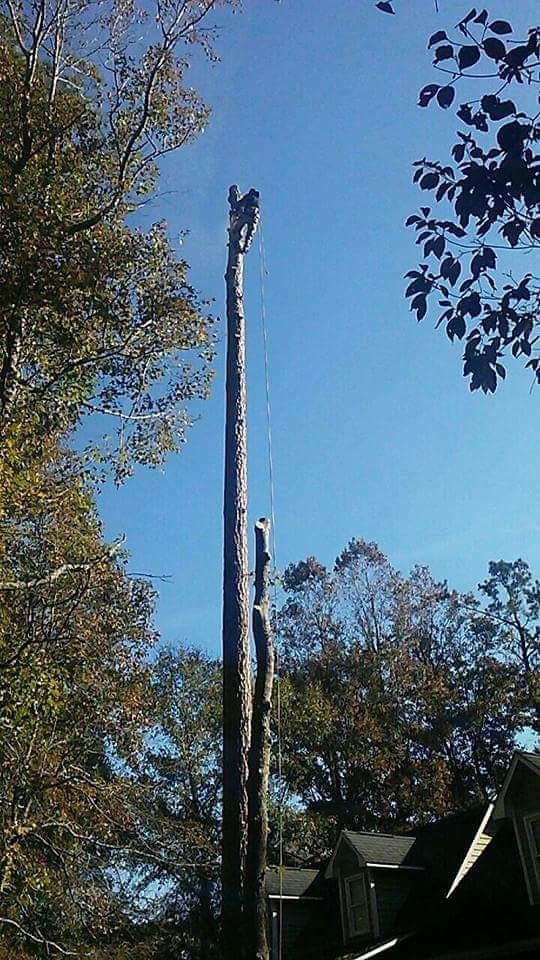 A worker high up on a very tall, de-limbed tree trunk, performing tree removal services for B&B Tree Service in Wilmington, NC.