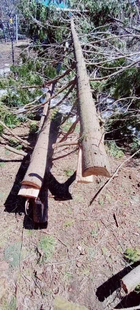 A tall tree trunk with ropes attached, indicating tree removal work next to a house by Maine Tree Guy LLC in Auburn, ME.