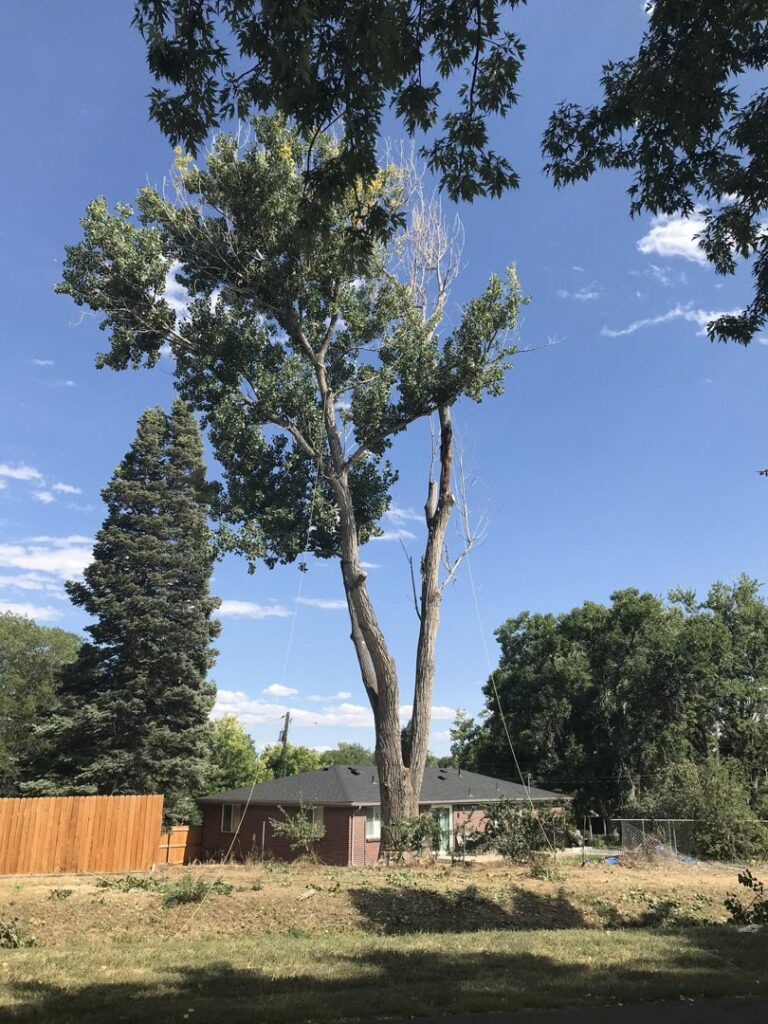 A tall tree with several branches removed, showing ropes used in the tree service process by Branching Out Tree Service in Amityville, NY.