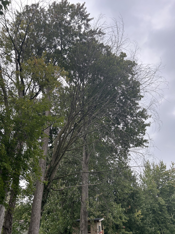 A tall tree with numerous dead and dying branches, clearly in need of professional tree removal or pruning from Wyn Tree Service in Grand Rapids, MI.
