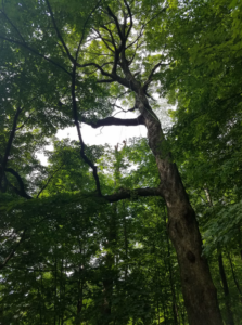 A tall tree with rigging ropes visible, indicating recent or ongoing tree service work by Sylvan Tree Care in Montpelier, VT.