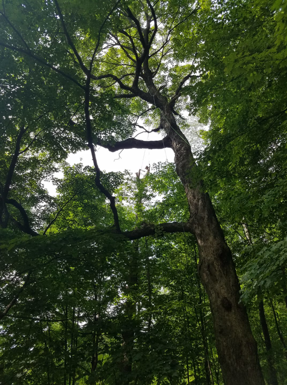 A tall tree with rigging ropes visible, indicating recent or ongoing tree service work by Sylvan Tree Care in Montpelier, VT.