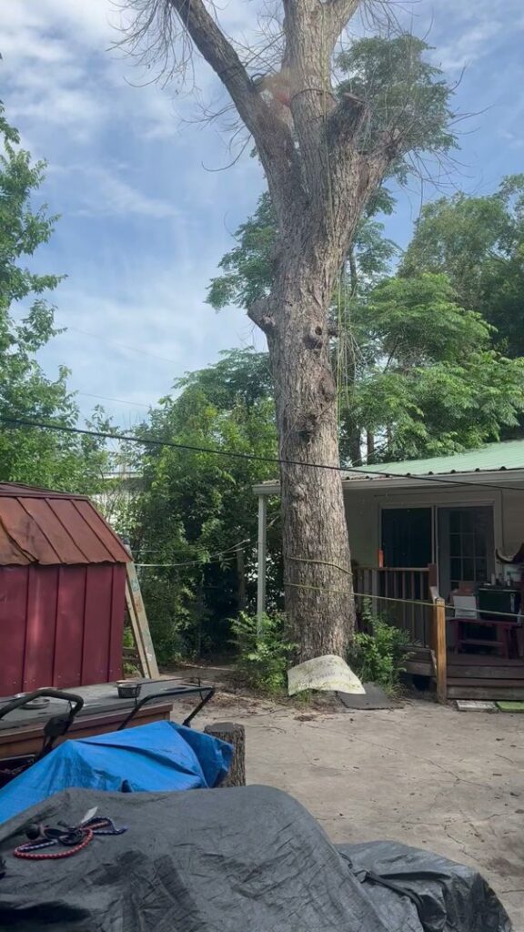 A tall tree with ropes and equipment, likely being prepared for removal or heavy trimming by Luna's Tree Service in San Antonio, TX.