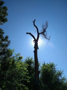 A tall tree secured with ropes, prepared for removal or trimming by Parkview Tree Service in Sheridan, WY.