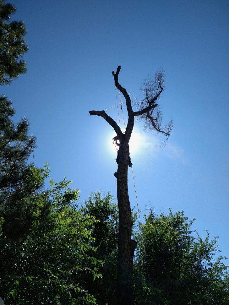 A tall tree secured with ropes, prepared for removal or trimming by Parkview Tree Service in Sheridan, WY.