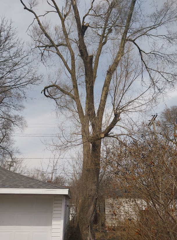 A tall tree with recently trimmed branches, showing professional tree pruning by Good Ol' Boys Tree Service in Lebanon, CT.