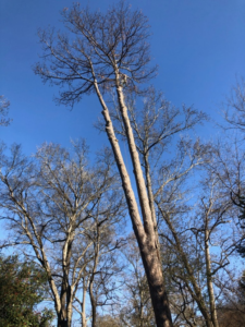 Two tall trees after professional trimming or removal, showing bare trunks against a blue sky by J.W. Tree Service in Montgomery, AL