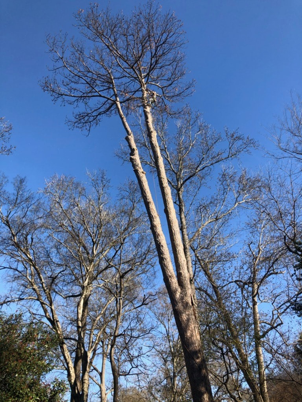 Two tall trees after professional trimming or removal, showing bare trunks against a blue sky by J.W. Tree Service in Montgomery, AL