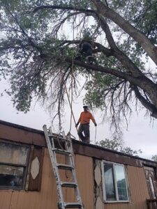 A team of tree specialists performing tree trimming with ropes and safety gear for Sierra Tree Specialist in Albuquerque, NM.