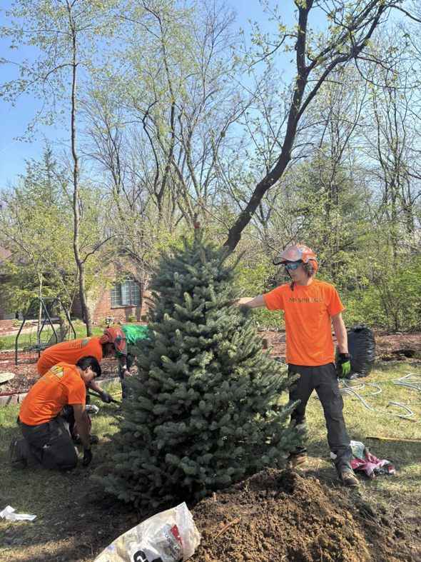 A team of arborists from Mr Spruce Tree Service LLC planting a new evergreen tree in Ankeny, IA.
