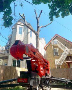 A red tracked lift positioned next to a large tree undergoing pruning services in a residential area by Lake Forest Tree Service LLC in Milwaukee, WI.