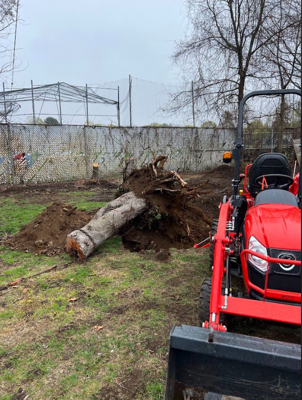 A red tractor with a front loader next to a large tree trunk for Getting Trashed Dumpster Rentals & Excavation in Assonet, MA.