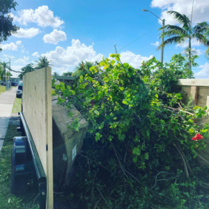 A trailer completely full of green yard waste and branches ready for removal by Jays Haul and Junk in Miami, FL.