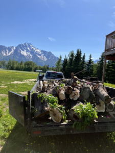 A trailer full of cut logs and branches after tree removal by Send it tree service in Salem, NH