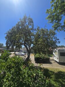 A utility trailer filled with tree branches and debris, ready for removal after tree service work by ALOHA TREE CARE in Meridian, ID.